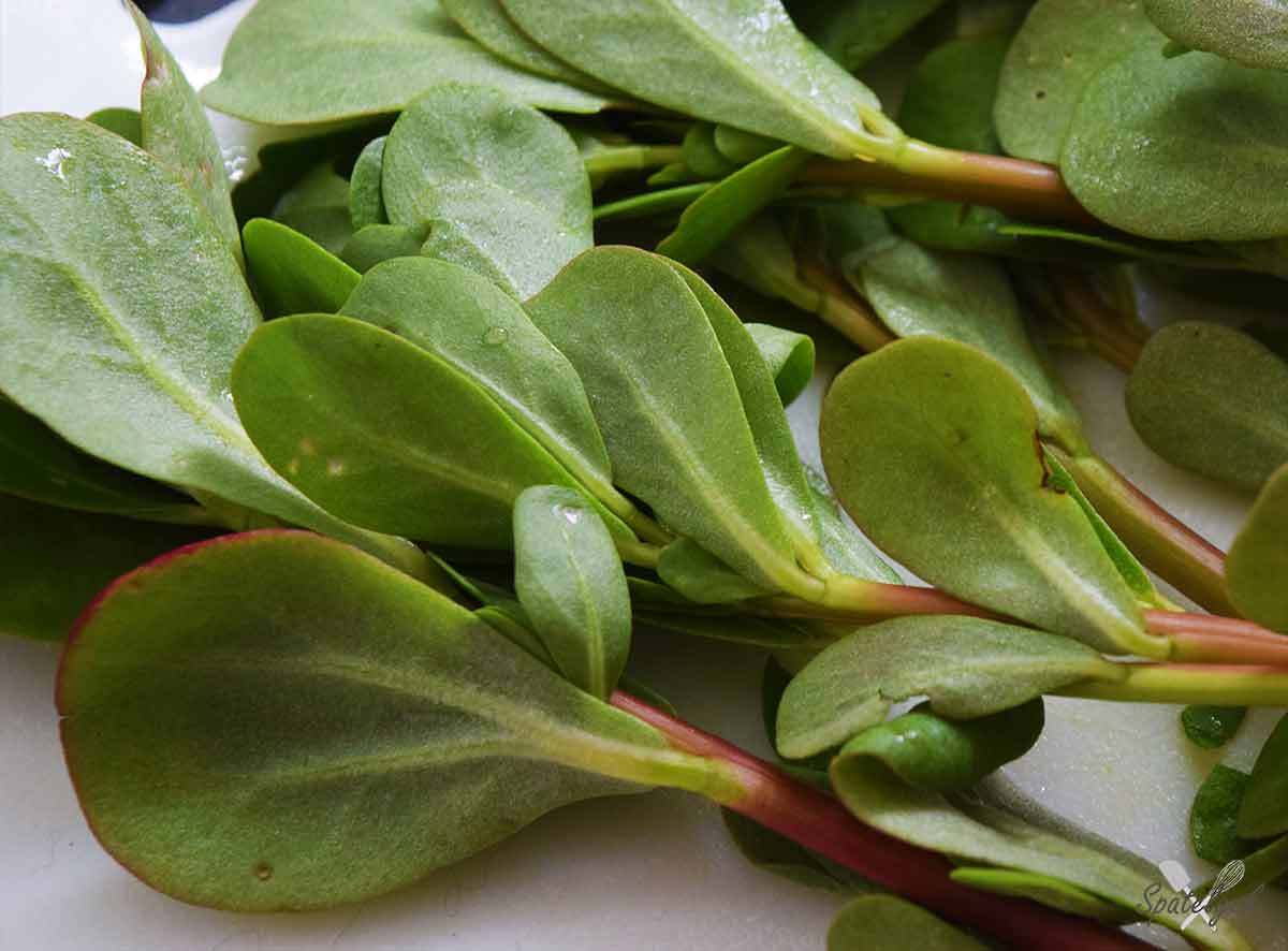 postelein pesto pijnboompitten walnoten olijfolie kaas