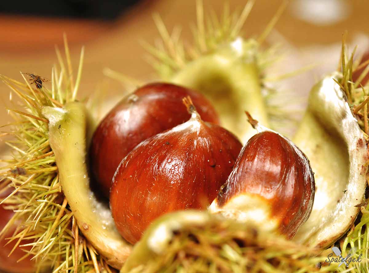 kastanje chocolade taart cacao kaneel gebak herfst